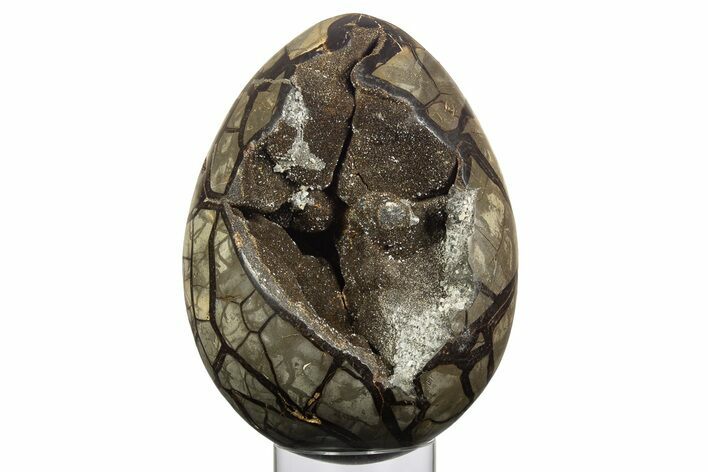 Septarian Dragon Egg Geode ( / lbs!) - Black Crystals #329503